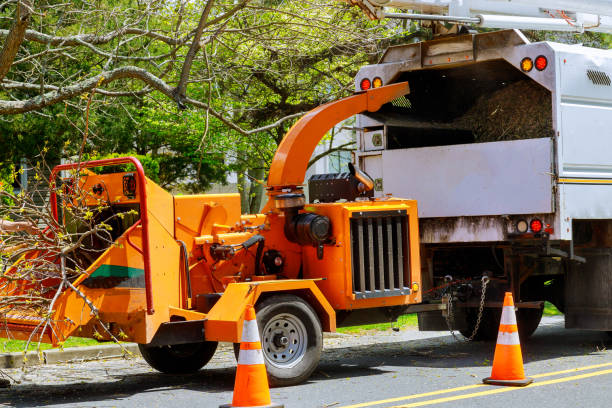 Trusted Athena, OR Tree Care Services Experts