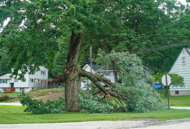 Best Tree and Shrub Care  in Athena, OR